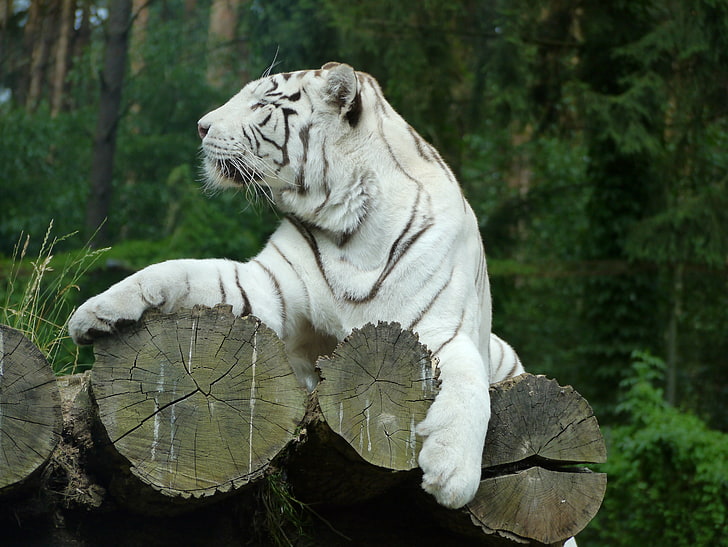 albino tiger, white tiger, bengal tiger, predator, HD wallpaper