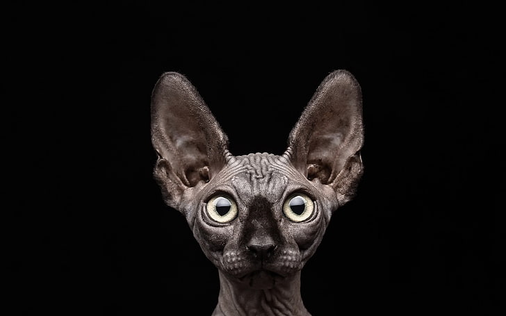 gray sphinx cat, sphynx, black background, cat, animals, HD wallpaper