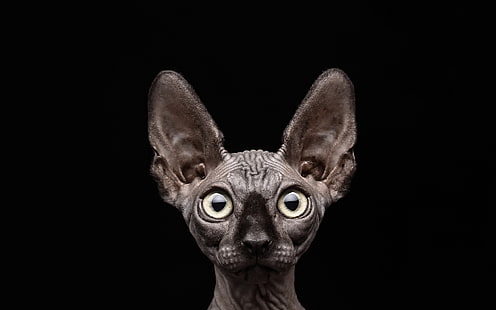 gato esfinge gris, sphynx, fondo negro, gato, animales, Fondo de pantalla HD HD wallpaper