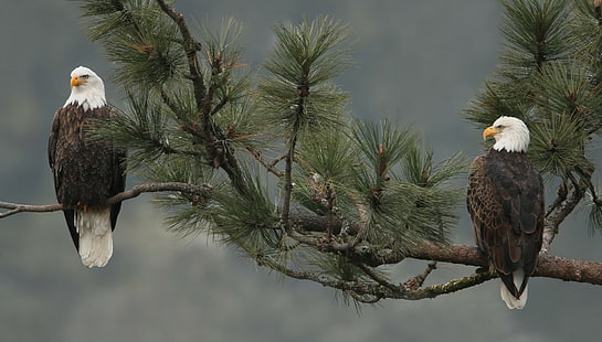Weißkopfseeadler, Weißkopfseeadler, Vogel, Zweig, HD-Hintergrundbild HD wallpaper