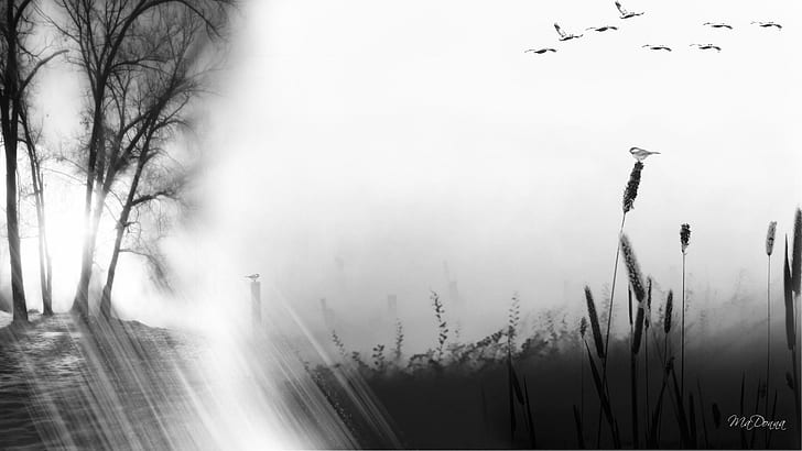 Misty Fall Morning, neblig, Nebel, Gras, Baum, Feld, Vögel, Sonnenstrahlen, mit großem Bildschirm, Herbst, 3d und Zusammenfassung, HD-Hintergrundbild
