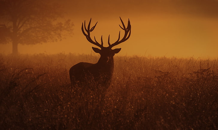 brown deer, deer, animals, looking at viewer, dusk, sunset, field, Inguna Plume, HD wallpaper