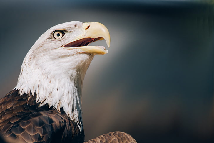 white and brown bald eagle, eagle, bald eagle, head, beak, HD wallpaper