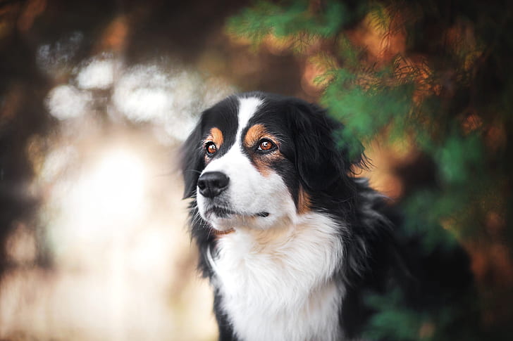 Dogs, Australian Shepherd, Bernese Mountain Dog, Dog, Pet, HD wallpaper