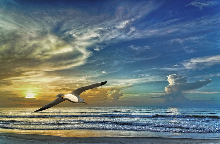 Birds, Seagull, Cloud, Flight, Sea, Seashore, Sunset, Wave, HD wallpaper