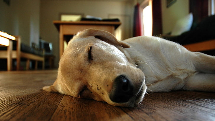hewan, anjing, Anjing Tidur, kedalaman bidang, Wallpaper HD