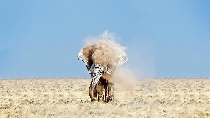 코끼리 먼지 HD, 동물, 먼지, 코끼리, HD 배경 화면