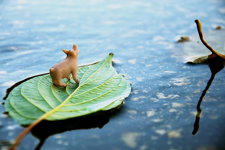 brown pig figurine on top of green leaf, pig, Peace, Pig, brown, figurine, on top, green leaf, float, puddle, sarajevo, nature, leaf, water, plant, HD wallpaper