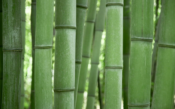 bambou, bois, arbres, vert, Fond d'écran HD