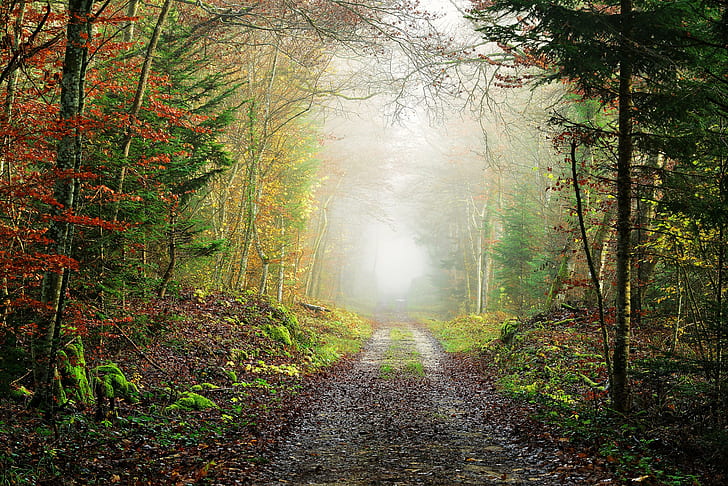 trees, path, forest, mist, fallen leaves, red leaves, landscape, fall, HD wallpaper