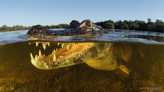 Yacare Caiman, Pantanal, Brasile, Animali, Sfondo HD HD wallpaper