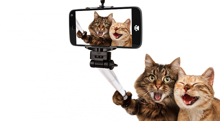 猫のユーモア、黒いスマートフォン、面白い、笑顔、猫、自分撮り、 HDデスクトップの壁紙
