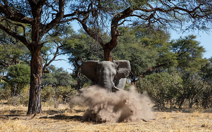 grauer Elefant, Tiere, Elefant, HD-Hintergrundbild
