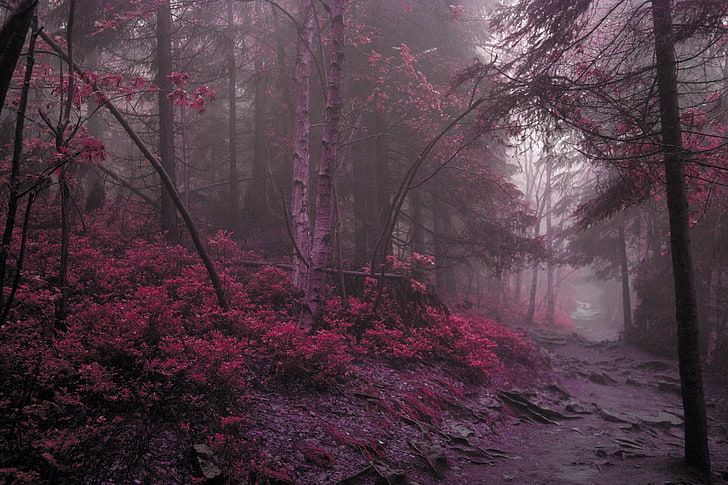 pink flowers, wood, fog, lilac, grass, trees, mysterious, HD wallpaper