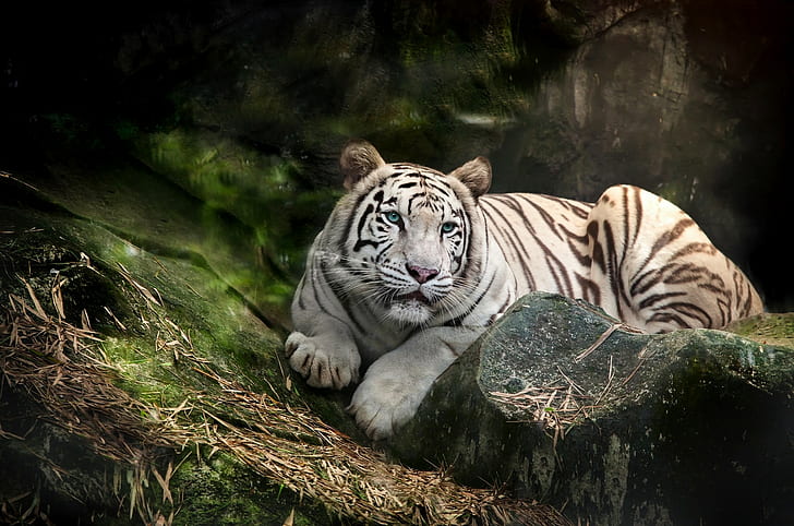 White tiger predator, albino tiger, white, tiger, predator, blue, HD wallpaper