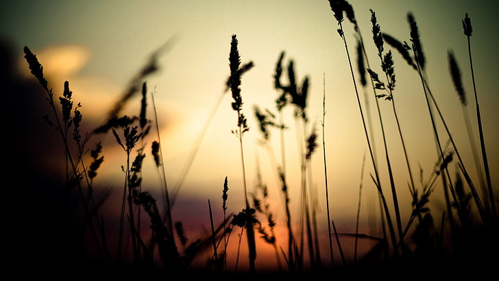 silhouette photo of a grass, nature, HD wallpaper