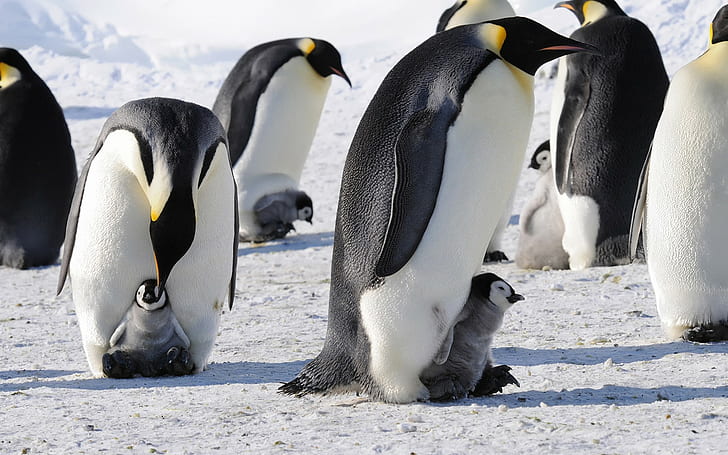 antarctica, babies, birds, cute, emperor, penguins, snow, HD wallpaper