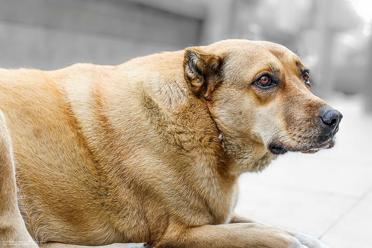 灰色のコンクリート舗装の上に座ってソートコーティングされた黄褐色の犬、ペット、かわいい、犬、哺乳類、純血種の犬、 HDデスクトップの壁紙