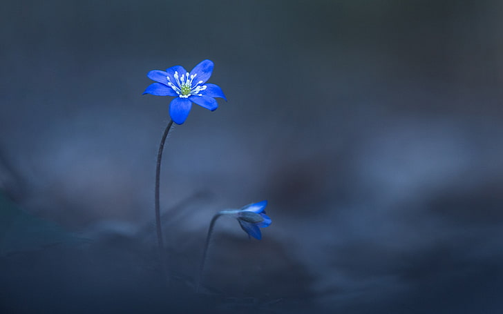 цветок с голубыми лепестками, два синих цветка, селективное фокусное фото, растения, макро, HD обои
