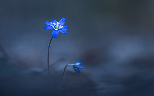 زهرة البتلة الزرقاء واثنين من الزهور الزرقاء الصورة البؤرية الانتقائية النباتات الماكرو، خلفية HD HD wallpaper