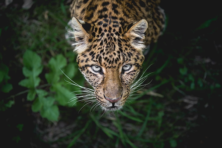 adult leopard, leopard, predator, muzzle, look, HD wallpaper