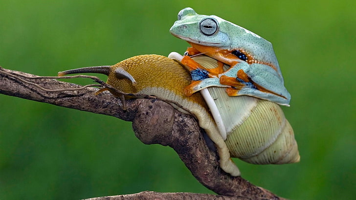 funny, amphibian, frog, snail, ride, twig, riding, nature photography, wildlife photgraphy, photography, HD wallpaper