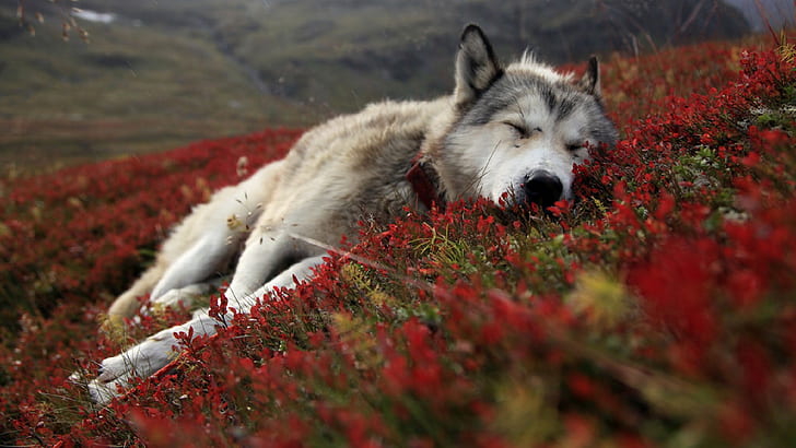 rote Blumen Tiere Hunde Wolf im Freien Wölfe Schlafen Kragen 1920 x 1080 Tiere Hunde HD Art, rot, Blumen, HD-Hintergrundbild