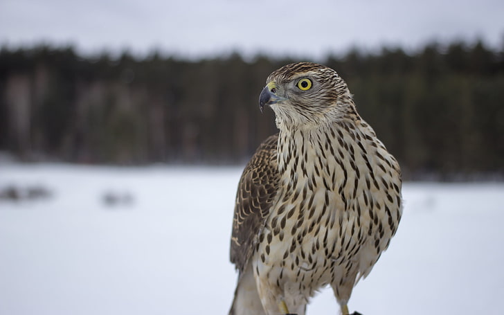 brown falcon, eyes, beak, bird, HD wallpaper