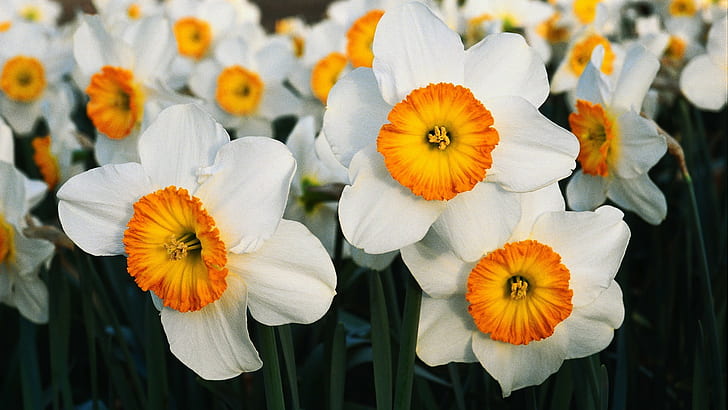 nature, flowers, daffodils, white flowers, HD wallpaper