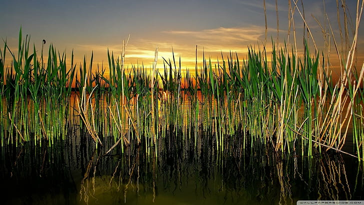 연못에 Cattails, 반사, 연못, cattails, 일몰, 자연과 풍경, HD 배경 화면
