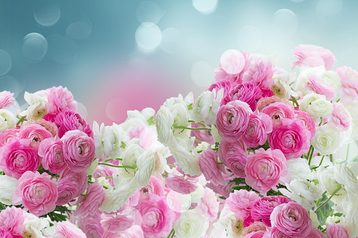 flores blancas y rosadas, flores blancas, rosadas, rosadas, flores, hermosas, ranúnculos, ranúnculos, Fondo de pantalla HD