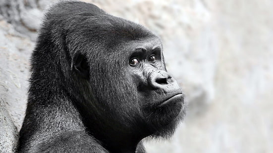 black gorilla, face, gorillas, animals, HD wallpaper HD wallpaper