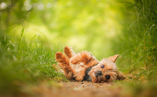 lihat, anjing, York, Yorkshire Terrier, Wallpaper HD HD wallpaper