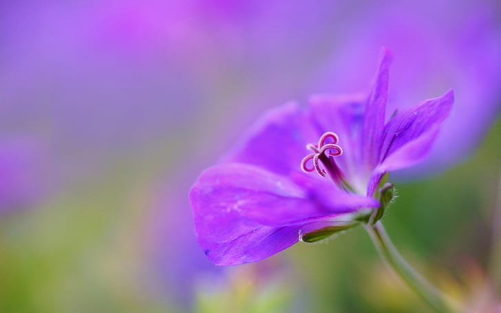 Фиолетовый, Цветок, Лепестки, Макрос, Боке, Фиолетовый 4-лепестковый цветок, Фиолетовый, Цветок, Лепестки, Макрос, Боке, HD обои