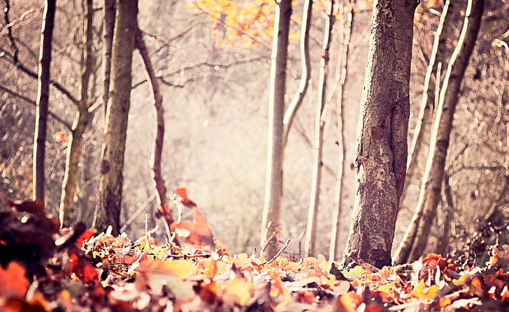 أوراق الأرض ، الخريف ، الشجرة والأوراق ، الفصول ، الخريف ، الأرض ، الأوراق، خلفية HD