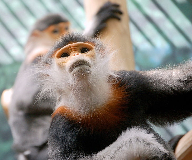 animales, mono, Fondo de pantalla HD