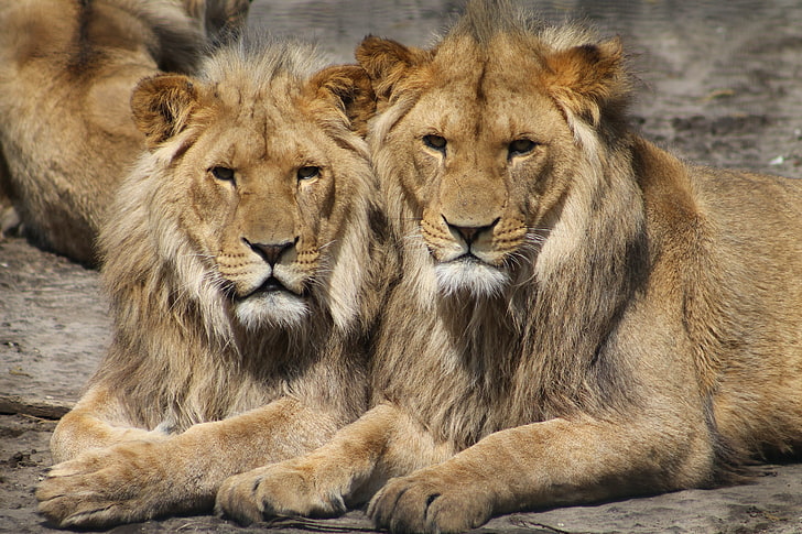 deux lions bruns, lions, couple, prédateurs, Fond d'écran HD