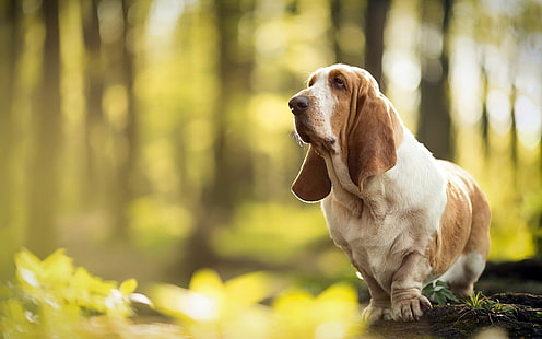 สุนัข Basset Hound สุนัข, วอลล์เปเปอร์ HD HD wallpaper