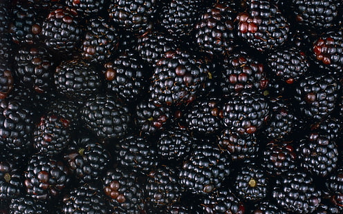التوت الأسود اللذيذ والفواكه والعليق، خلفية HD HD wallpaper