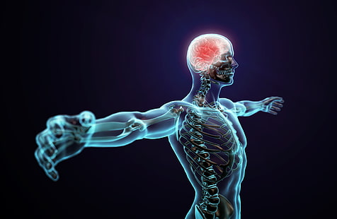 иллюстрация анатомии человека, тело, поза, человек, мозг, HD обои HD wallpaper