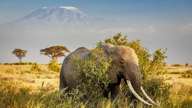 parc national, Kilimandjaro, Mont Kilimandjaro, Vallée du Rift, Kajiado, Réserve de chasse Maasai Amboseli, Animal terrestre, herbe, Afrique, Kenya, animal, Parc national Amboseli, savane, région sauvage, éléphant, animal sauvage, prairie, faune, éléphant d'Afrique, Fond d'écran HD
