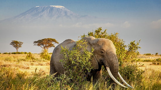 parc national, Kilimandjaro, Mont Kilimandjaro, Vallée du Rift, Kajiado, Réserve de chasse Maasai Amboseli, Animal terrestre, herbe, Afrique, Kenya, animal, Parc national Amboseli, savane, région sauvage, éléphant, animal sauvage, prairie, faune, éléphant d'Afrique, Fond d'écran HD HD wallpaper