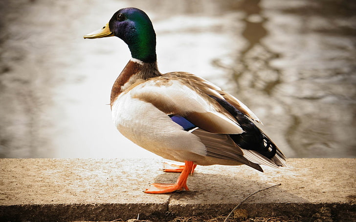 duck lake-Animal Photography wallpaper, mallard duck, HD wallpaper