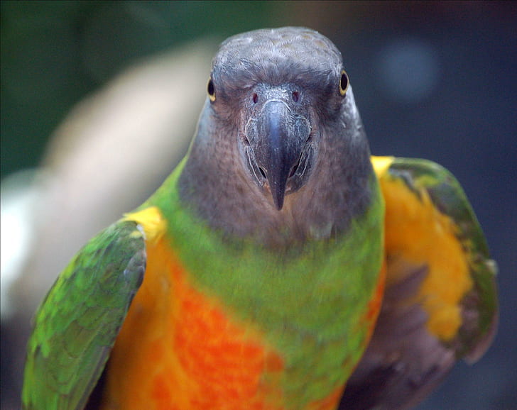 Senegal Parrot, senegal parrot, parrot face, beak, parrot, animals, HD wallpaper