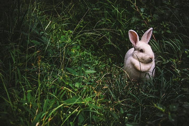 biały królik, królik, zając, trawa, Tapety HD