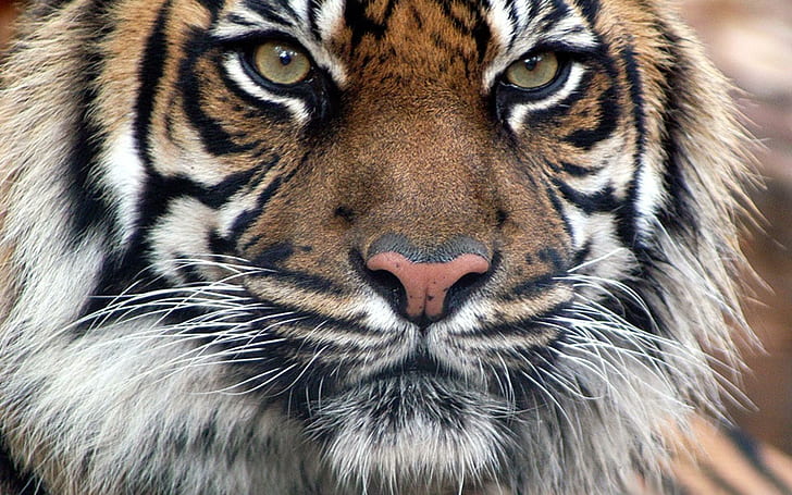 Twarz tygrysa bengalskiego, czarny brązowy i biały tygrys, koty, tygrys, twarz, zwierzę, zwierzęta, Tapety HD