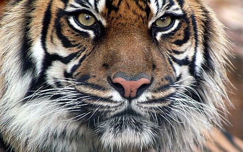 Бенгалско тигрово лице, черно кафяво и бяло тигър, котки, тигър, лице, животно, животни, HD тапет HD wallpaper