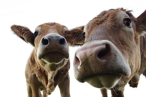 zwierzęta, krowa, Tapety HD HD wallpaper