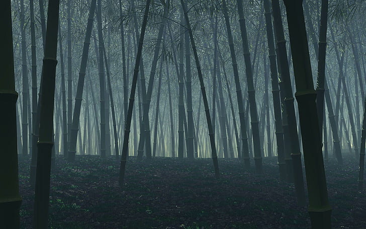 暗い竹の森、黒い竹の木、自然、1920x1200、森、竹、 HDデスクトップの壁紙