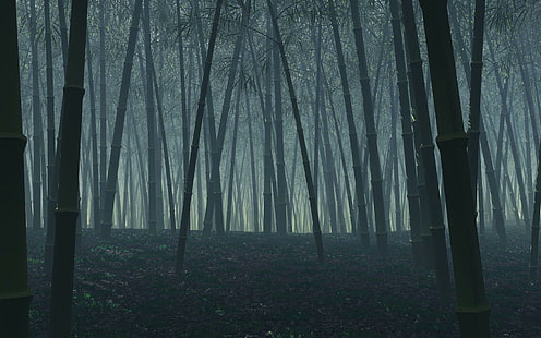 Hutan bambu gelap, pohon bambu hitam, alam, 1920x1200, hutan, bambu, Wallpaper HD HD wallpaper